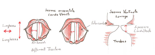 Figura 1 - L'altezza del suono è determinata dalla costituzione delle corde vocali (CCVV) 
in lunghezza, larghezza, spessore, ma anche elasticità, capacità contrattile