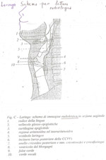 Figura 5 - Vocal Tract o tubo fonatorio - Clicca sull'immagine per ingrandirla