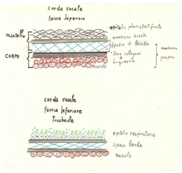 Schemi esplicativi delle componenti epiteliali della faccia superiore delle CCVV e delle faccia inferiore